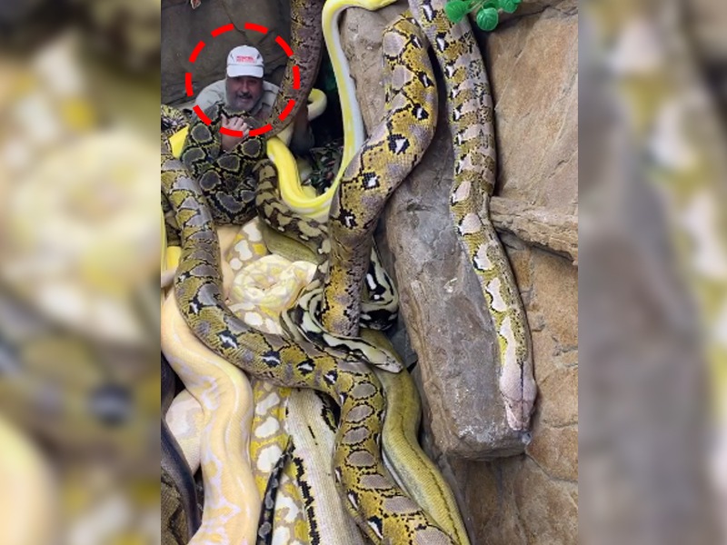 man playing with snakes shocking video goes viral on internet | भयानक अजगरांच्या विळख्यात सापडलाय हा माणूस, त्यांच्याशी खेळत होता खेळ अन् मग...