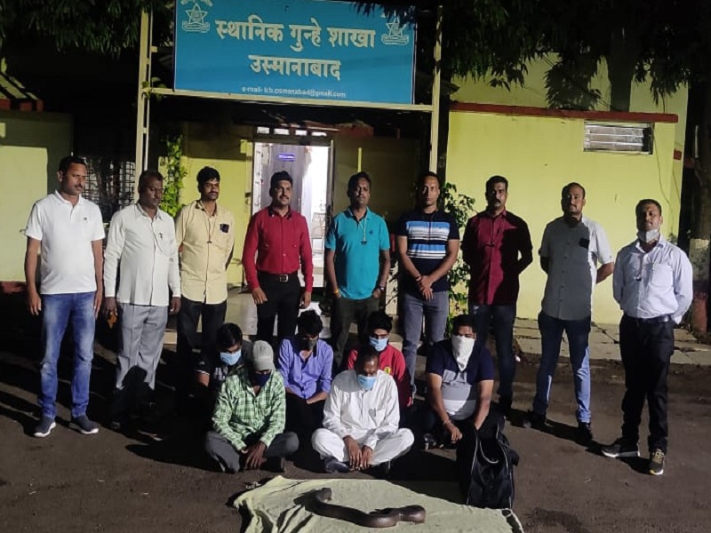 6 smugglers looking for big customers for Rs 40 lakh's mandul arrested | ४० लाखांचे दुतोंडी मांडूळ विक्रीस बडा ग्राहक शोधणारे ६ तस्कर गजाआड
