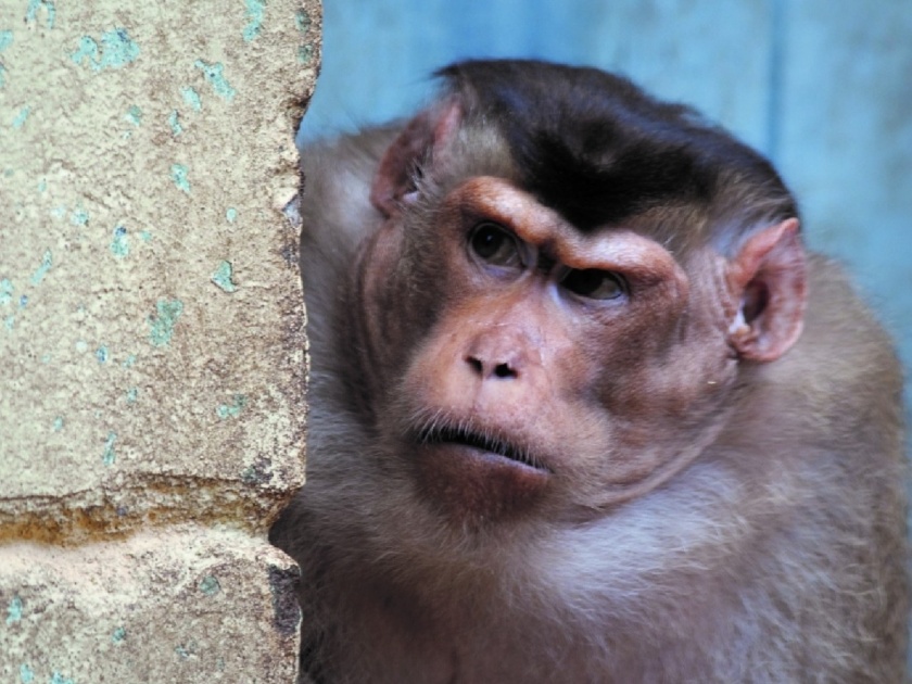 monkey travels 22 km to take revenge of rikshwala in karnataka | रिक्षावाल्यानं केलेल्या अपमानाचा बदला घेण्यासाठी माकडानं केला २२ किमी प्रवास, असा सूड घेतला की...