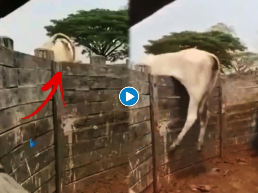 bull jumps over wall video goes viral on social media | बैलाने उंच भींतीवरुन अशी उडी मारली ज्याची तुम्ही कल्पनाही करु शकत नाही, थेट घरात केला प्रवेश