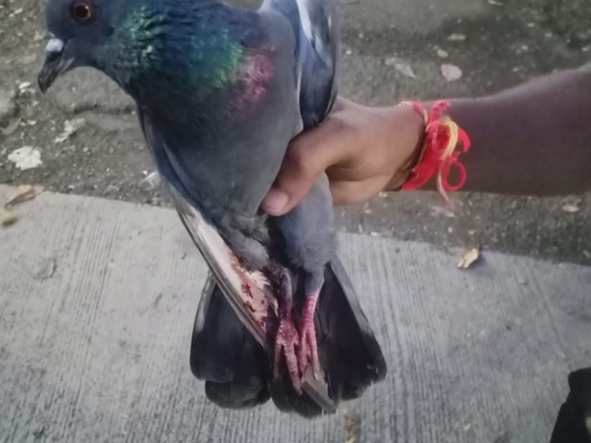 Release of pigeon who trapped in the grill of the building | इमारतीच्या ग्रिलमध्ये अडकलेल्या कबूतराची सुटका