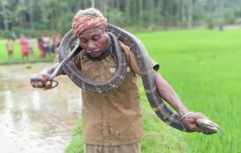 Old man dies of king cobra bite while dancing with him in Assam | १४ फूट लांब कोब्राला गळ्यात घालून करत होता डान्स, तेवढ्यात सापाने घेतला चावा आणि जागीच झाला मृत्यू