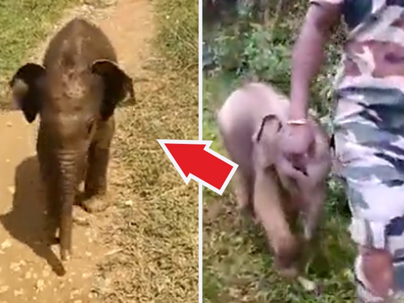 elephant baby searching for his mother reunited by forest officers video goes viral | Viral Video: हत्तीचं पिल्लू आईला शोधत सैरावैरा पळतं होतं, वनअधिकाऱ्यांनी घडवून दिली आई-लेकराची भेट