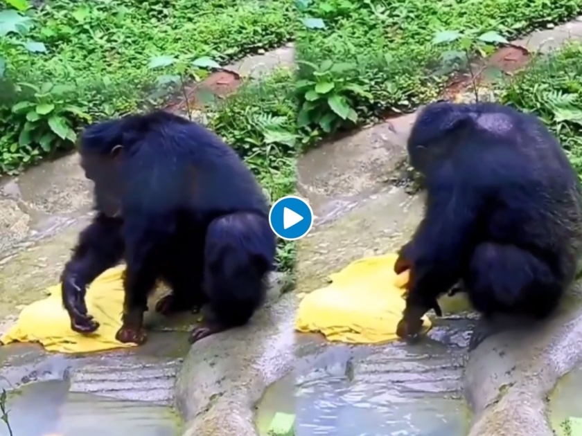 chimpanzee washing clothes funny video goes viral on social media | आत्मनिर्भर चिंपाझी! कामवाल्या बाईलाही लाजवेल अशा थाटात कपडे धुतोय हा चिंपाझी, हसु आवरणं अशक्य