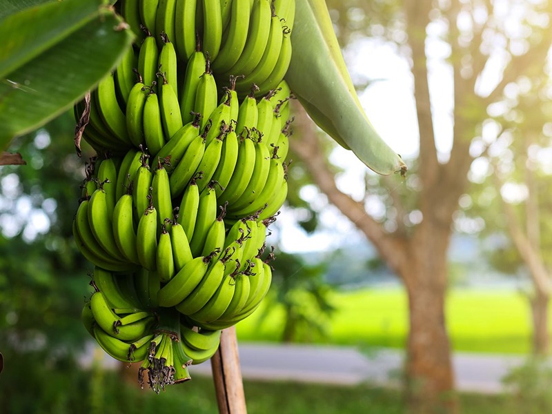 Australia 70 kg bananas fell on farm workers owner had to pay 4 crore damage charges | ७० किलो केळी पडली ४ कोटी रुपयाला, मालकाला द्यावी लागली नोकराला नुकसान भरपाई