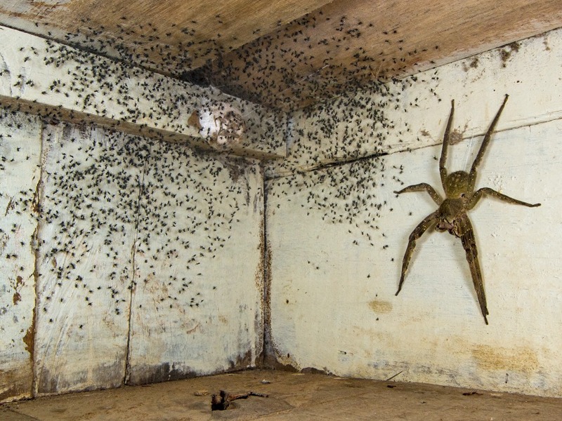photographer gil wizen found giant poisonous spider under his bed clicks photo and wins best photographer of the year award | रात्री बेडखालुन येत होते विचित्र आवाज, जगातील सर्वात विषारी किटकाला पाहताच उडाली त्याची झोप