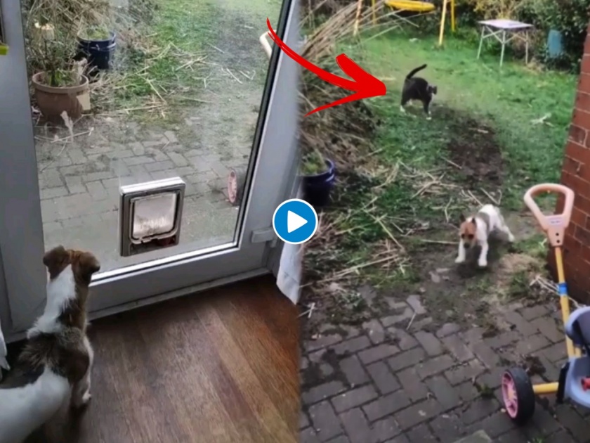 In cat dog fight dog runs away from cat as he got scared viral video | ही मनीमाऊ भलतीच भाव खाऊ! कुत्र्याला शिकवला असा धडा की मांजरीच्या वाटेलाच जाणार नाही