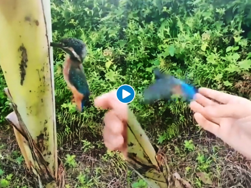ifs officer shared video on social media of man rescuing bird in forest area | Video: निसर्गाचा चमत्कार की मानवी अत्याचार?; खेळणं वाटणारा पक्षी भुर्रकन उडतो तेव्हा...