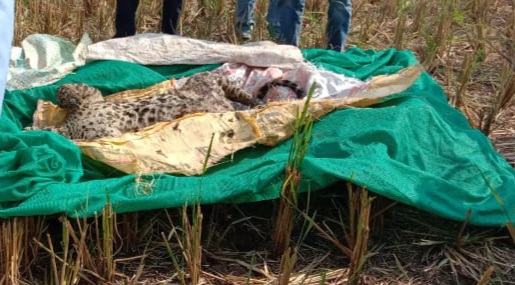 leopards fall into wells and kill Incident at Pardi in Lakhandur taluka | विहिरीत पडून बिबट्या ठार; लाखांदूर तालुक्यातील पारडी येथील घटना