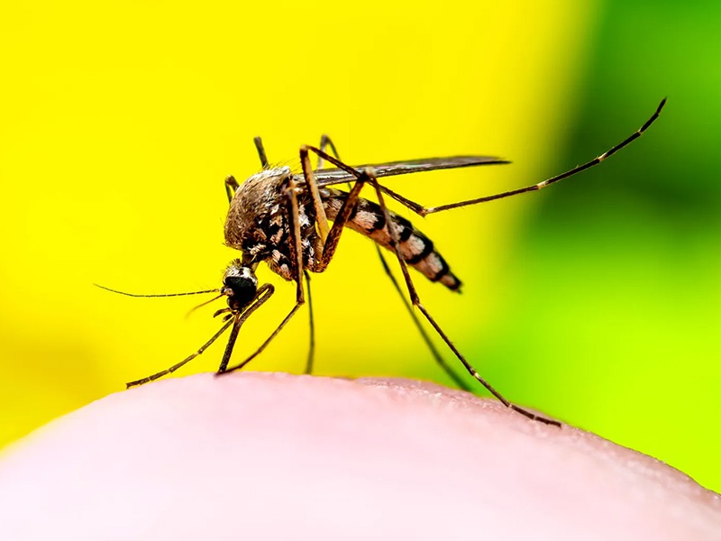 Indonesian researchers breed 'good' mosquitoes to combat dengue | काय सांगताय काय? इंडोनेशियातील शास्त्रज्ञ डेंग्युपासून बचावासाठी 'चांगले डास' विकसित करतायत