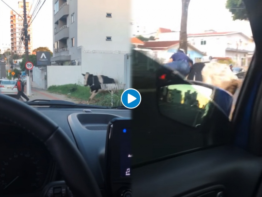 cow hits the motorcycle in brazil video goes viral on social media | अचानक धावत आली गाय अन् काही कळायच्या आत दिली दुचाकीस्वाराला धडक, पुढे झाले हे हाल