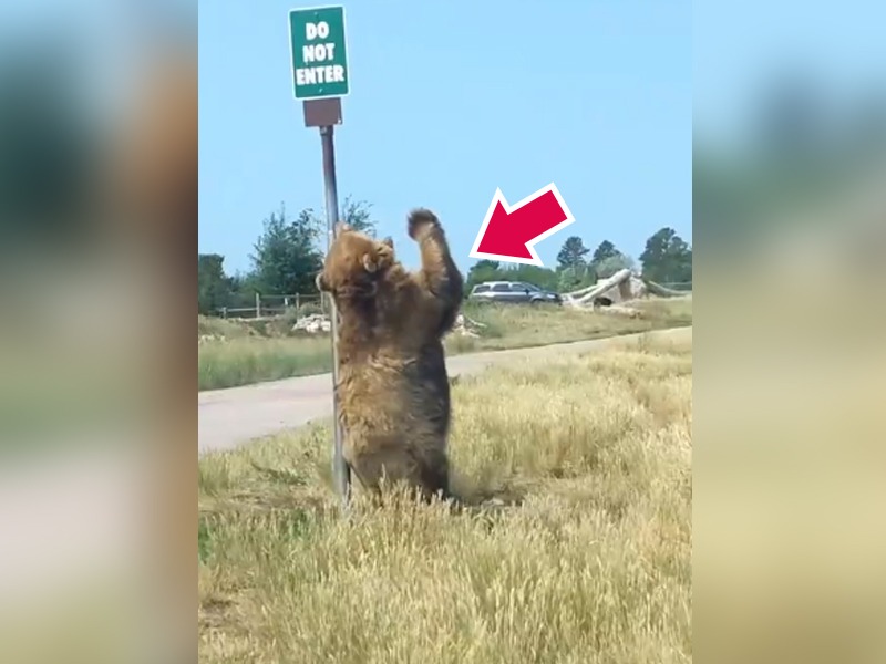 bear doing pole dance, video shocks netizens as it goes viral | अस्वलाला कधी पोल डान्स करताना पाहिलंय का? मग पाहा हा व्हिडिओ, पोट धरुन हसाल