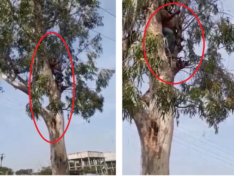 Protesters climb tree against MSEDCL | महावितरणच्या कारभाराविरोधात आंदोलक चढला झाडावर