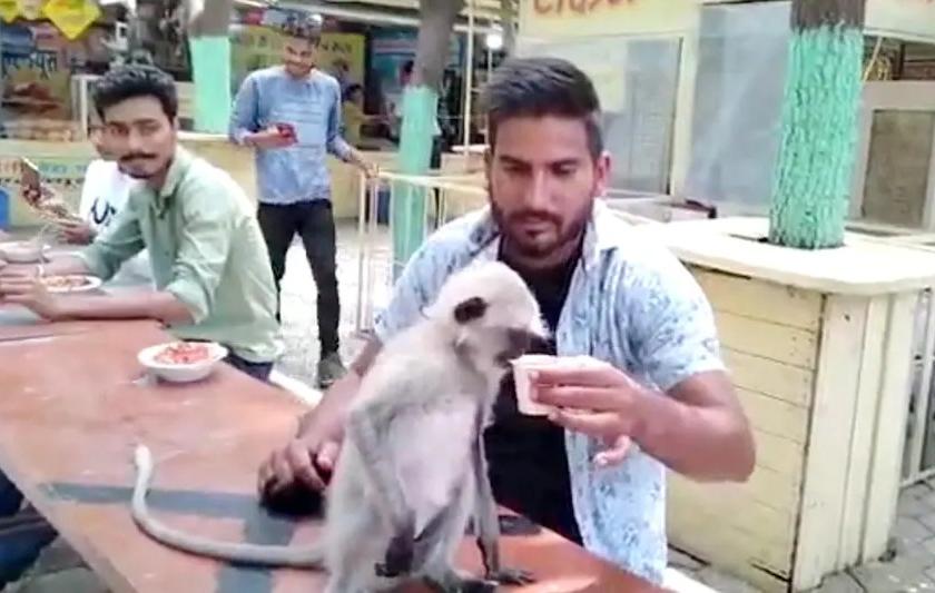 Ginger Tea Lover Monkey Missing from Indore zoo, finder will get reward | इंदूरच्या प्राणी संग्रहालयातून आल्याच्या चहाची शौकिन असलेली माकडीण बेपत्ता, शोधणाऱ्यास मिळणार बक्षीस 