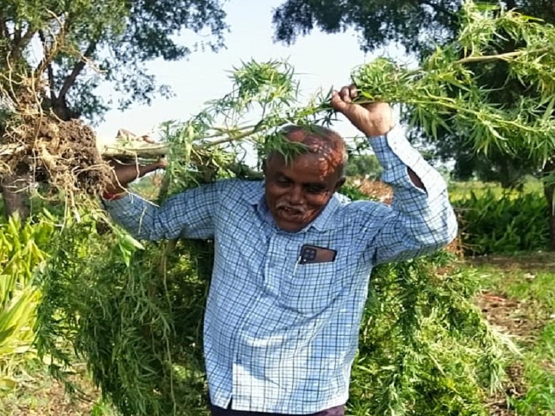Cannabis cultivation in turmeric crop; 100 kg cannabis plants seized | हळदीच्या पिकात गांजा लागवड; १०० किलोच्यावर गांजाची झाडे जप्त