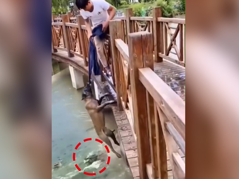 man saves dog life from crocodile video goes viral | माणूसकी जिंदाबाद! मगरीच्या तावडीत सापडलेल्या कुत्र्याला वाचावयला तरुणाने केलं असं काही की...