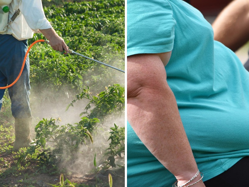 pesticides increase the obesity says study | किटकनाशकांमुळे तुम्ही अधिक लठ्ठ होता, शास्त्रज्ञांनीच केसा संशोधनाद्वारे धक्कादायक दावा