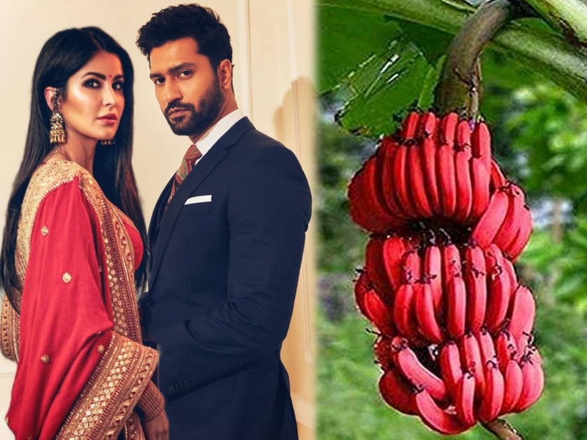 red bananas from Karnataka have ordered for Vicky Kaushal and Katrina Kaif's wedding | विकी-कतरिनाच्या लग्नात मागवण्यात आली लाल केळी, काय आहे या केळ्यांचे महत्त्व? घ्या जाणून