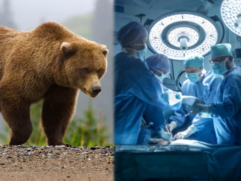 300 stitches in 4 hours save 26-year-old man’s face torn apart by bear in a farm | अस्वलाच्या हल्ल्यात तरुणाचा चेहरा झाला विद्रूप; डॉक्टरांनी 300 टाके अन् सर्जरी करून केला चमत्कार