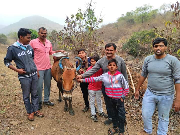 Aadas Trekkers group rescues the cow trapped in the pit | कौतुकास्पद! आडस ट्रेकर्स ग्रुपने वाचवला मुक्या प्राण्याचा जीव; खड्डयात अडकलेल्या गायीची सुटका