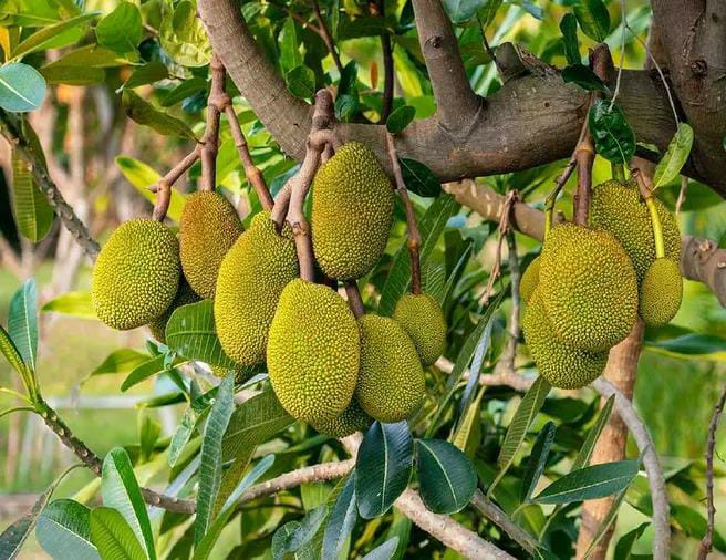 jackfruit is selling in high price know about demand and market agriculture | बाबो! 100, 200 नाही तर तब्बल 16 हजारांत 'या' ठिकाणी विकला एक फणस; 'हे' आहे खास कारण