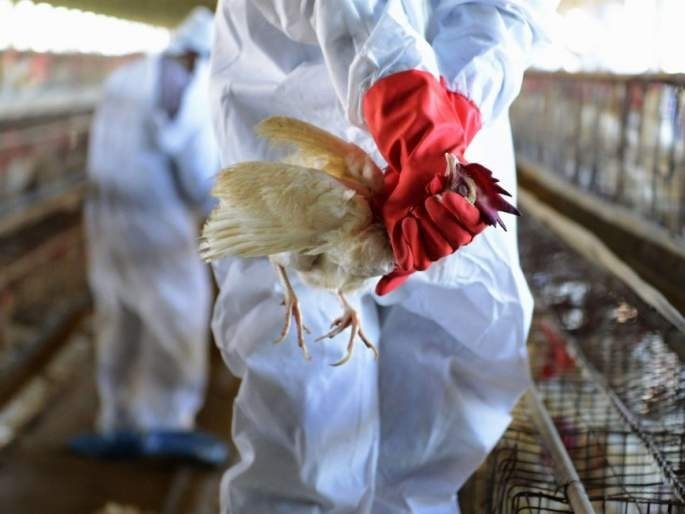 first case of bird flu found in supaul bihar animal husbandry department ordered to kill chickens | Bird Flu : चिंता वाढली! 'या' राज्यात बर्ड फ्लूचा कहर; कावळे आणि कोंबड्यांना मारण्याचे दिले आदेश