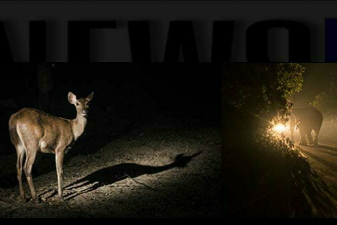 Night safari on Kas Road are a nuisance to wildlife in satara | कासचं कुंपण मानगुटीवर घातलं आता सफारी नको; सातारकरांच्या तीव्र भावना