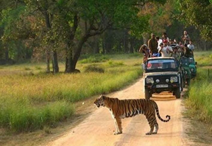 Unscientific proposal to increase tourism is dangerous Night safari in satara | नाईट सफारीची धूम! माणसं जंगलात तर प्राणी घरात; अशास्त्रीय पद्धतीने पर्यटन वाढीचा प्रस्ताव घातक