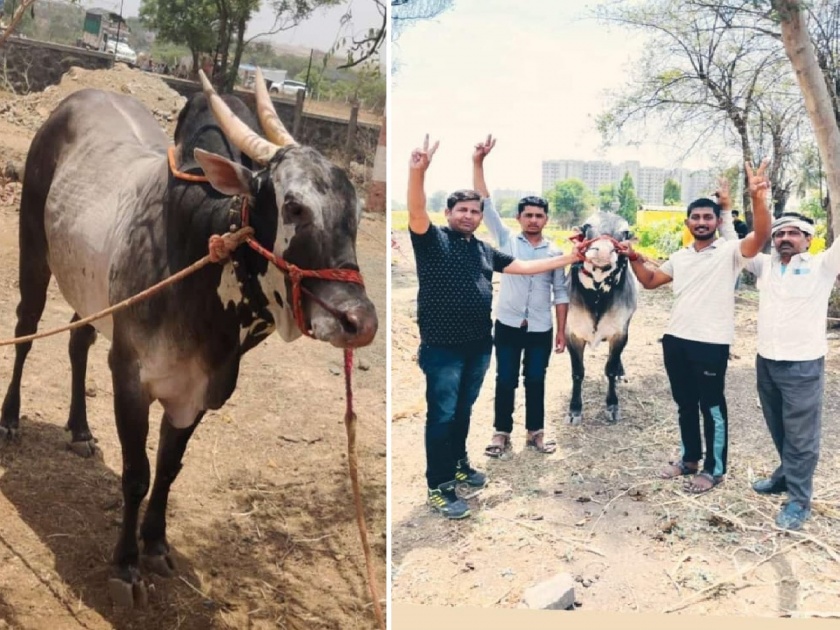 Hobby is not worth it, the king of Shankarpat 'Sai' bull sold for 17 lakh 51 thousand | हौसेला मोल नाही, शंकरपटाचा राजा 'साई' बैल विकला १७ लाख ५१ हजारांत
