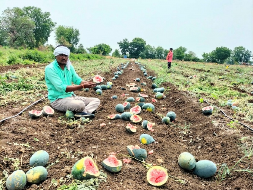 Sweet to the eater, pumpkin to the grower; farmer from Ardhapur destroy watermelon crop because of low price in market | खाणाऱ्याला गोडवा,पिकवणाऱ्याच्या हाती भोपळा; कवडीमोल भावामुळे टरबूजावर फिरवला कोयता