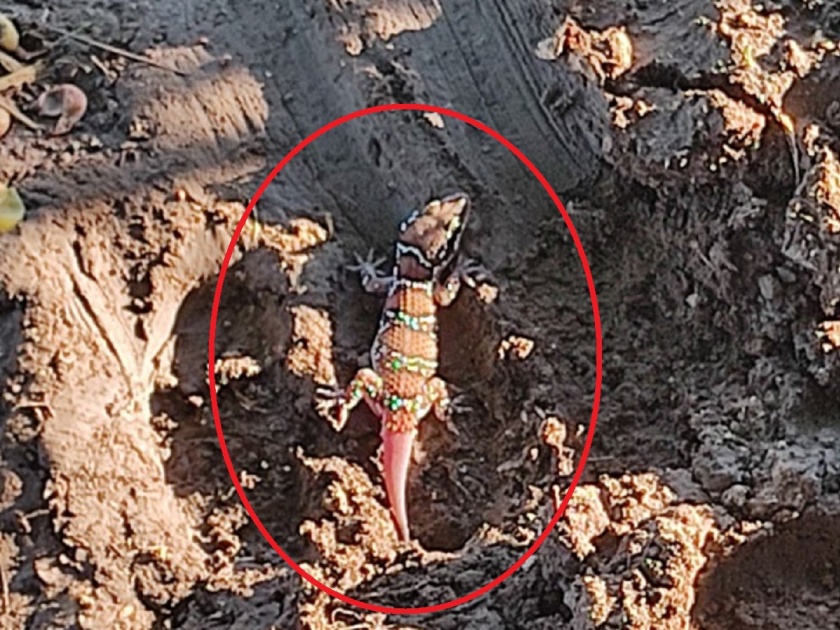 Important link in biodiversity; Rare ‘Zico Rock Deccanis’ lizard found in Jalna | जैवविविधतेतील महत्वाचा दुवा; जालन्यात आढळली दुर्मीळ ‘जिको रॉक डेक्कनसीस’ पाल