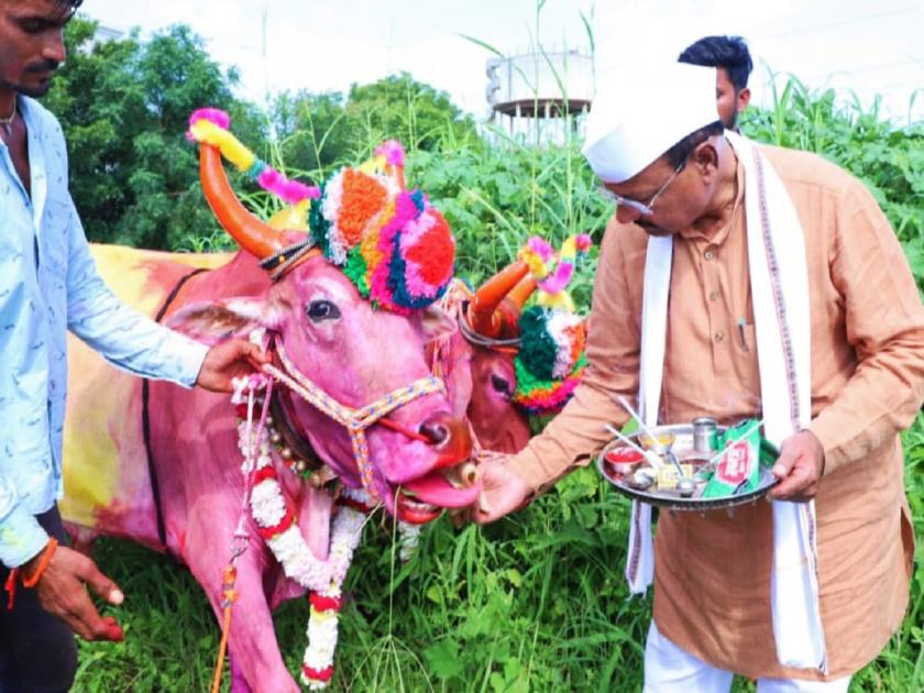 Agriculture Minister Abdul Sattar at Farm for celebration on POla ; Good luck to the farmers by worshiping bullocks | पोळ्यानिमित कृषीमंत्री अब्दुल सत्तार शेतात; बैलजोडींचे पूजन करून शेतकऱ्यांना दिल्या शुभेच्छा