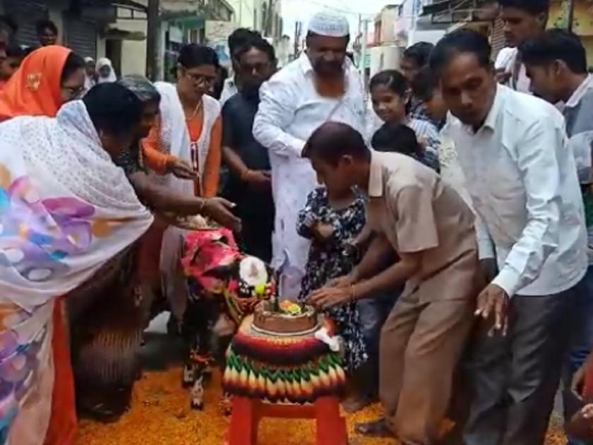 Laturkar's celebrate pola, cut cake for a calf born on the street | लातूरकरांनी अनुभवला अनोखा पोळा, सर्वधर्मीयांनी रस्त्यावर जन्मलेल्या वासरासाठी कापला केक