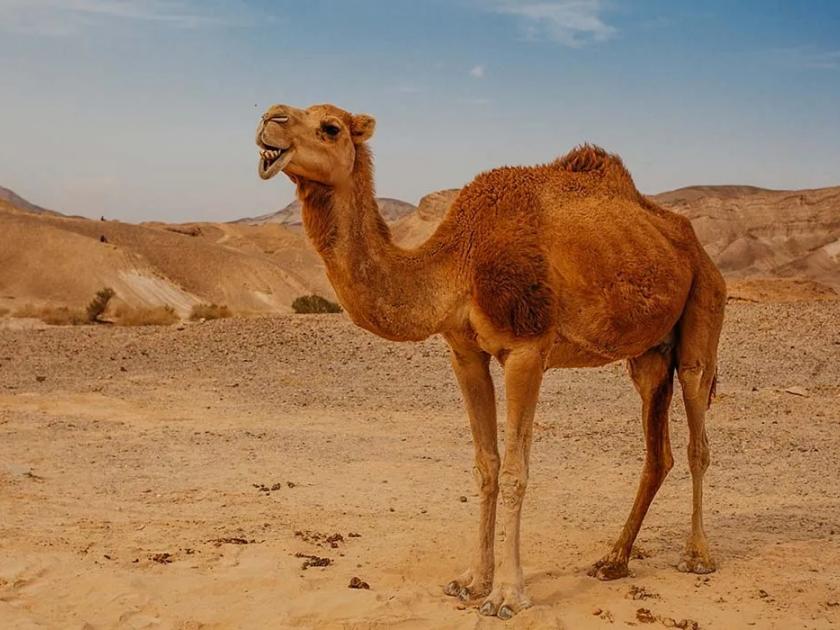 fifa world cup news uk doctors warned on deadly camel flu as football fans return from qatar | Camel Flu : संकटं संपता संपेना! जीवघेण्या 'कॅमल फ्लू'चा मोठा धोका; 'असा' पसरतोय आजार, तज्ज्ञांचा गंभीर इशारा