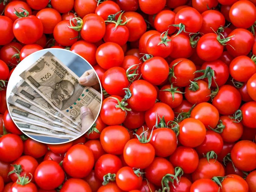 andhra pradesh farmer earns about 4 crore rupees in 45 days selling tomatoes | नशीबवान! कर्जात बुडालेल्या शेतकऱ्याचं टोमॅटोमुळे बदललं आयुष्य; 45 दिवसांत कमावले 4 कोटी