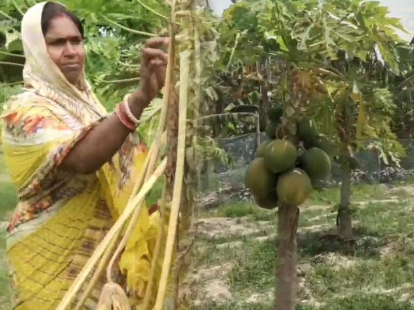 begusarai asha devi earning two lakh fifty thousand annually from organic papaya farming | 'तिने' करून दाखवलं! पपईमुळे महिलेचं नशीब फळफळलं; आता करते 'अशी' लाखोंची कमाई