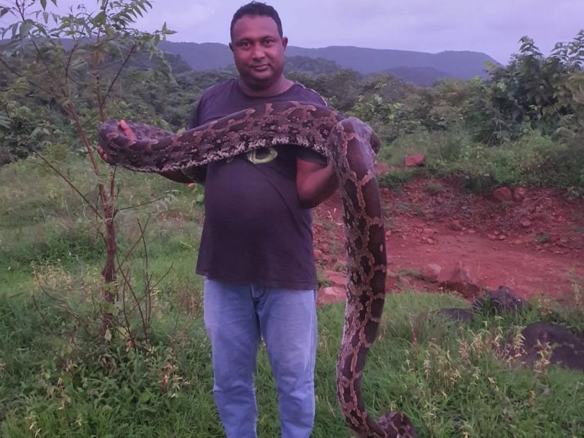 Twelve and a half feet long, 50 kg Indian Python was found in the tribal settlement of Chirner. | चिरनेरच्या आदिवासी वस्तीत आढळला साडेबारा फुट लांबीचा, ५० किलो वजनाचा इंडियन पायथॉन जातीचा अजगर