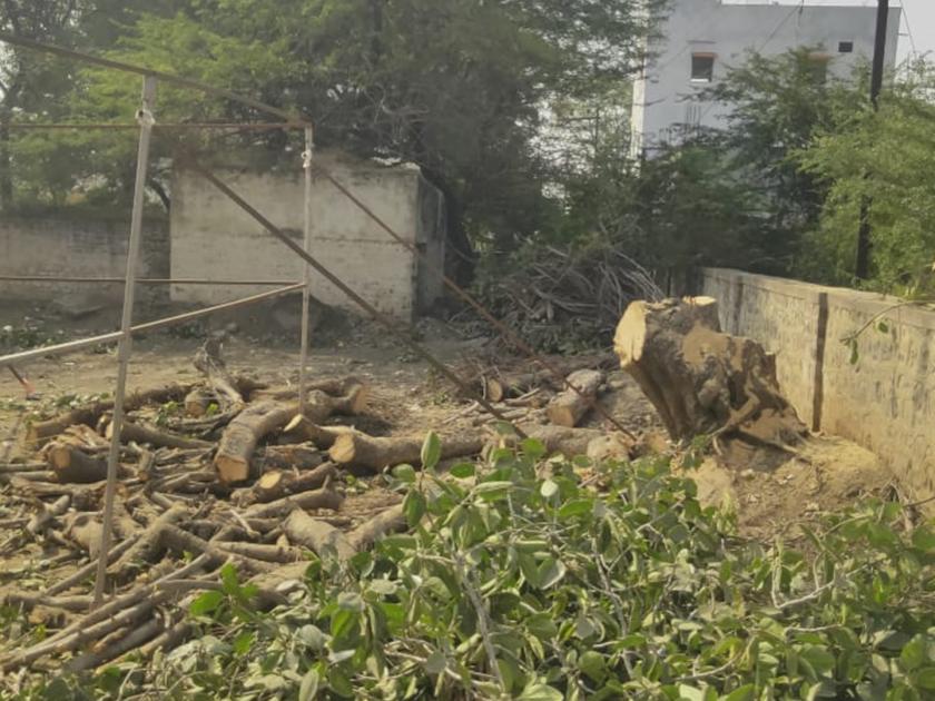 Slaughter of trees continues again in Udgir! Trees were cut down in the Zilla Parishad grounds | उदगिरात पुन्हा वृक्षांची कत्तल सुरूच! जिल्हा परिषद मैदान परिसरातील झाडे तोडली