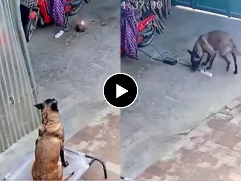 dog saves house from short circuit after pulling off burning extension cord from electric scooter | Video - स्मार्ट डॉग! ...अचानक आग लागली अन् श्वासाने असा वाचवला कुटुंबीयांचा जीव