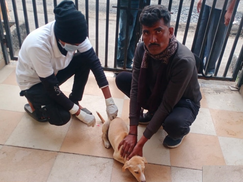 Anti-rabies vaccination of 780 stray dogs in Latur city | लातूर शहरात ७८० भटक्या श्वानांना अँटीरेबीज लसीकरण
