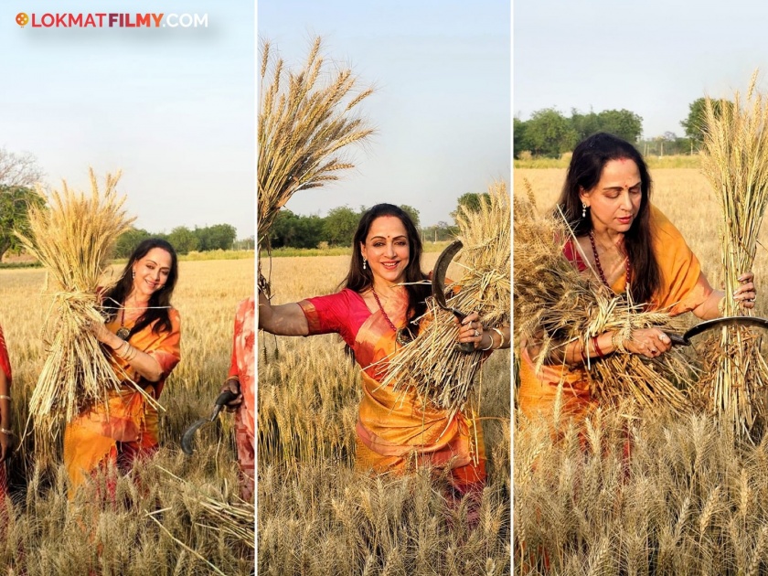 mathura lok sabha seat Hema Malini harvested wheat crop during election | Hema Malini : कडक उन्हात हेमा मालिनी पोहोचल्या थेट शेतात, पदर खोचून केलं काम; म्हणाल्या...