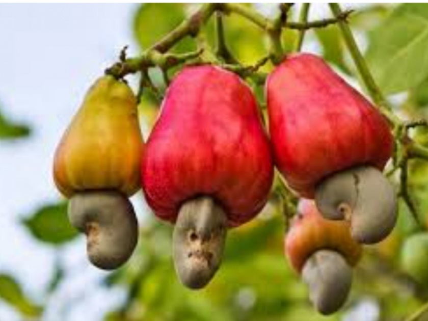 Make the base price Rs 200, cashew growers demand | आधारभूत किमत २०० रुपये करा, काजू उत्पादकांची मागणी 