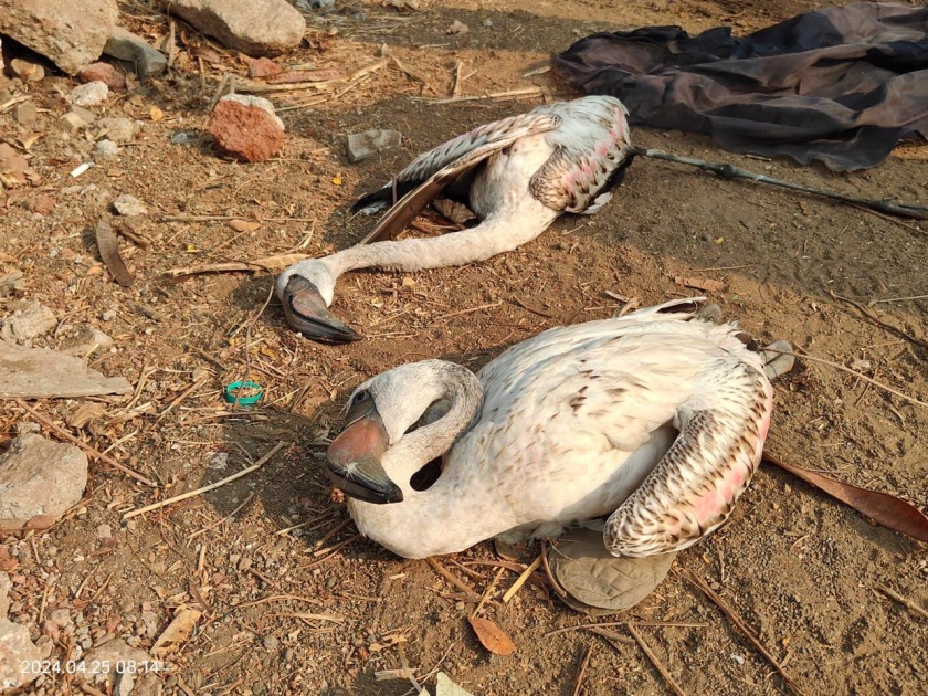 Flamingo deaths continue unabated, 5 more birds dead and 7 injured | फ्लेमिंगोचे मृत्यूसत्र थांबता थांबेना, आणखी ५ पक्ष्यांचा मृत्यू तर ७ जखमी
