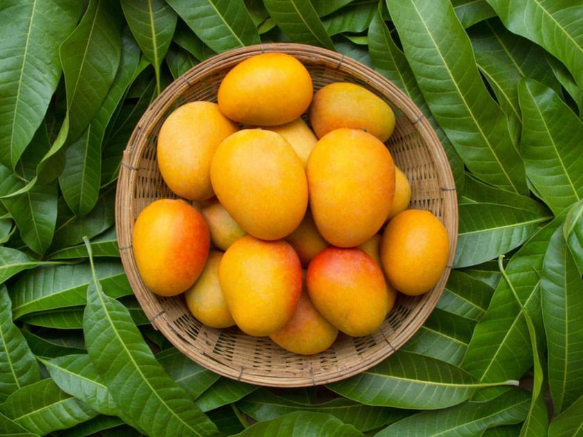 How to identify mangoes grown with artificial chemicals? | कृत्रिम रसायनांनी पिकवलेले आंबे कसे ओळखाल ?