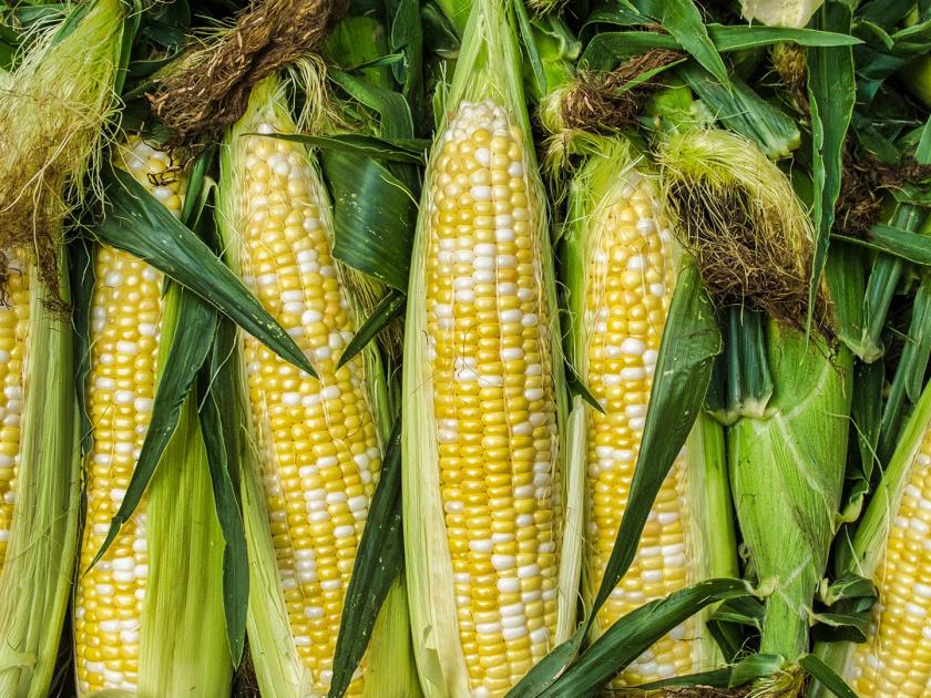 The price of maize in the open market is 150 cents more than in the purchase centre | खरेदी केंद्रापेक्षा खुल्या बाजारात मक्याला दीडशेने अधिक भाव
