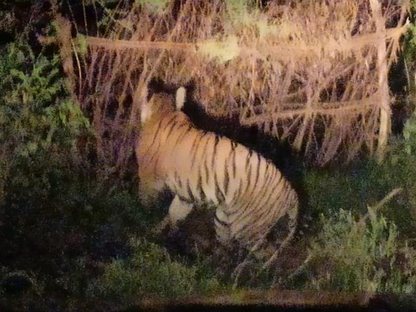 Finally a sharp shooter entered to catch that tiger | अखेर त्या वाघाला पकडण्यासाठी शार्प शूटर दाखल