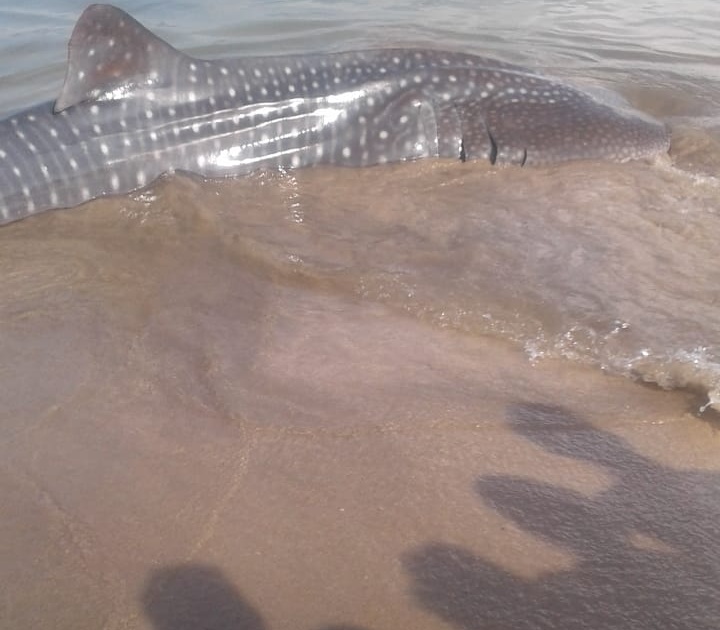Whale fish found on Ratnagiri Mirkarwada beach | रत्नागिरी मिरकरवाडा समुद्रकिनारी आढळला व्हेल मासा