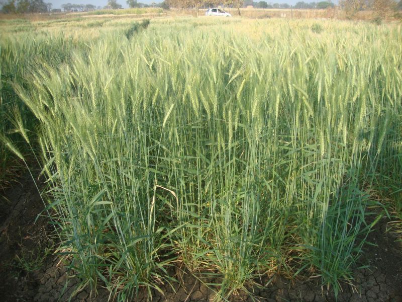 Wheat fields grow in Washim district; Sow on 33 thousand hectares! | वाशिम जिल्ह्यात गव्हाचे क्षेत्र वाढले; ३३ हजार हेक्टरवर पेरणी !