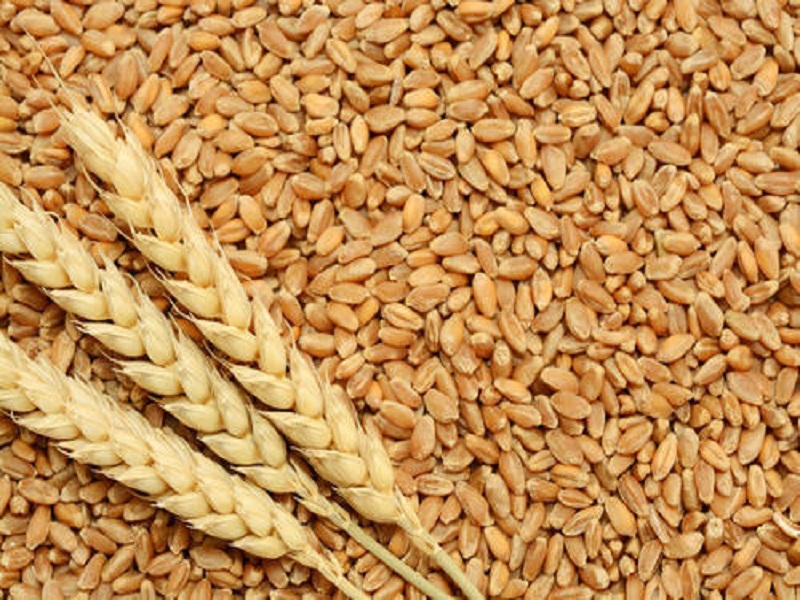 Election results affects on the arrival of grains in Jalgaon market | निवडणुकांचा जळगावातील धान्याच्या आवकवर परिणाम