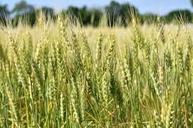Wheat production costs have risen this year; The transcript, however, declined | यंदा गव्हाचा उत्पादन खर्च वाढला; उतारा मात्र घटला
